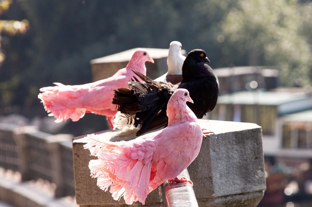 並有機會在 並有機會在